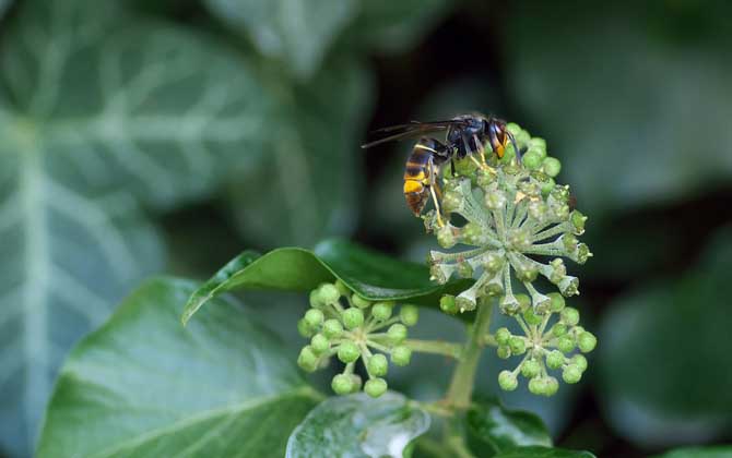 中國(guó)大虎頭蜂廣東有嗎(大頭虎蜂的簡(jiǎn)介) 中國(guó)大虎頭蜂廣東有嗎(大頭虎蜂的簡(jiǎn)介)