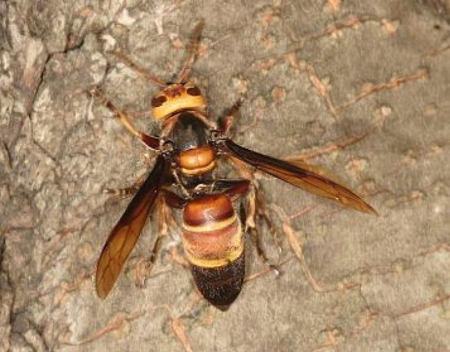東北黑蜂都有哪幾種(東北黑蜂介紹蜂) 東北黑蜂都有哪幾種(東北黑蜂介紹蜂)