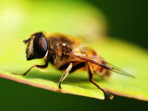 工蜂與蜂王之間是競爭關(guān)系嗎（工蜂與蜂王，哪個(gè)更重要）