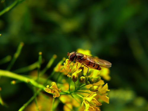 工蜂與蜂王之間是競爭關(guān)系嗎（工蜂與蜂王，哪個(gè)更重要）