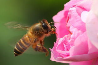 工蜂與蜂王之間是競爭關(guān)系嗎（工蜂與蜂王，哪個(gè)更重要）