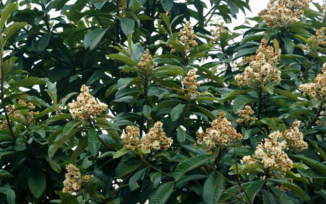 枇杷樹是蜜源植物嗎(枇杷有蜜嗎) 枇杷樹是蜜源植物嗎(枇杷有蜜嗎)