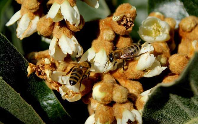 枇杷樹是蜜源植物嗎(枇杷有蜜嗎) 枇杷樹是蜜源植物嗎(枇杷有蜜嗎)