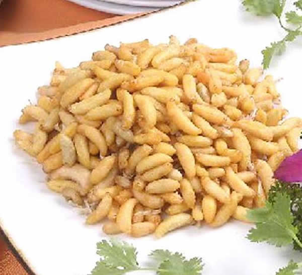 【蜜蜂知識(shí)】蜂蛹和蠶蛹的區(qū)別 蜂蛹和蠶蛹的區(qū)別