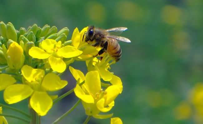 【蜜蜂知識】意大利蜂和中華蜜蜂能一起養嗎? 意大利蜂和中華蜜蜂能一起養嗎?