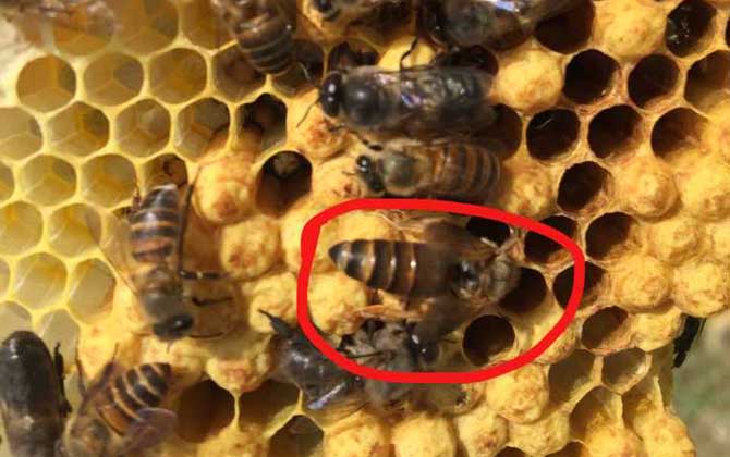 蜂王多少度才被凍死? 蜂王