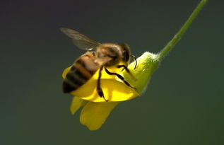 蜜蜂養(yǎng)殖多久有收入（養(yǎng)蜂多久可看見(jiàn)利潤(rùn)）