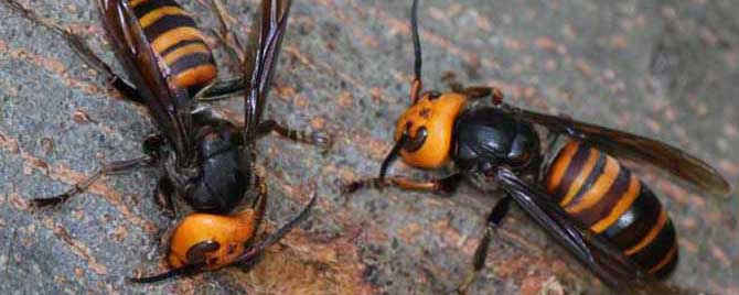 被中國(guó)大虎頭蜂扎上的臨床表現(xiàn)（被虎頭蜂咬會(huì)怎么樣？）