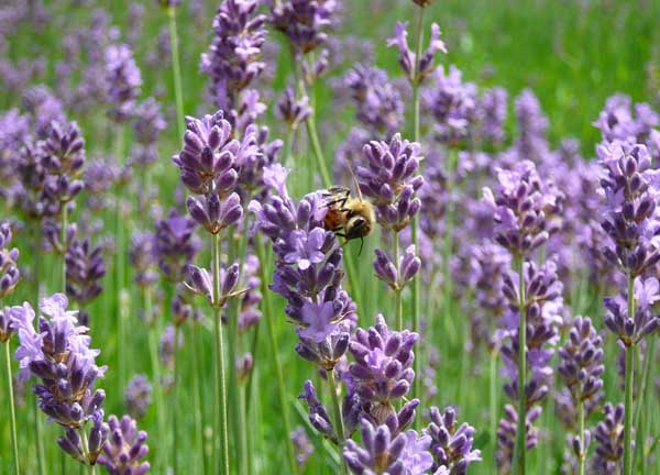 薰衣草什么時候開（薰衣草的花期時間）