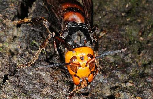 中國大虎頭蜂泡酒的功效(虎頭蜂酒對(duì)人體的好處) 中國大虎頭蜂泡酒的功效(虎頭蜂酒對(duì)人體的好處)