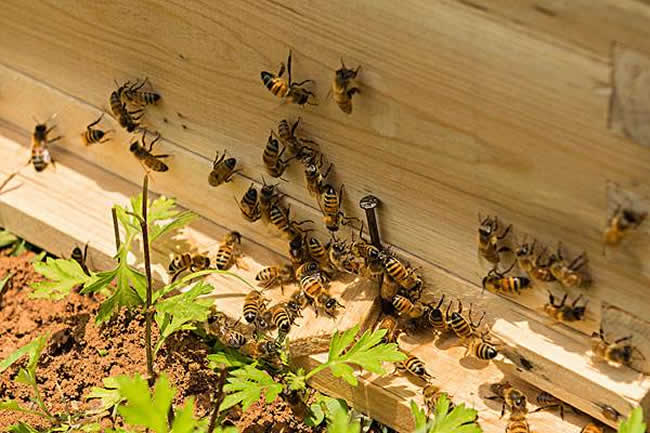 如何制作簡(jiǎn)單的蜂箱？