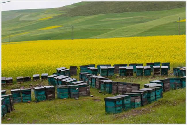 如何制作簡(jiǎn)單的蜂箱？