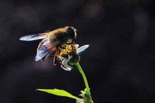 新丹一號與松丹一號哪個(gè)好（適合北方養(yǎng)殖蜜蜂品種）