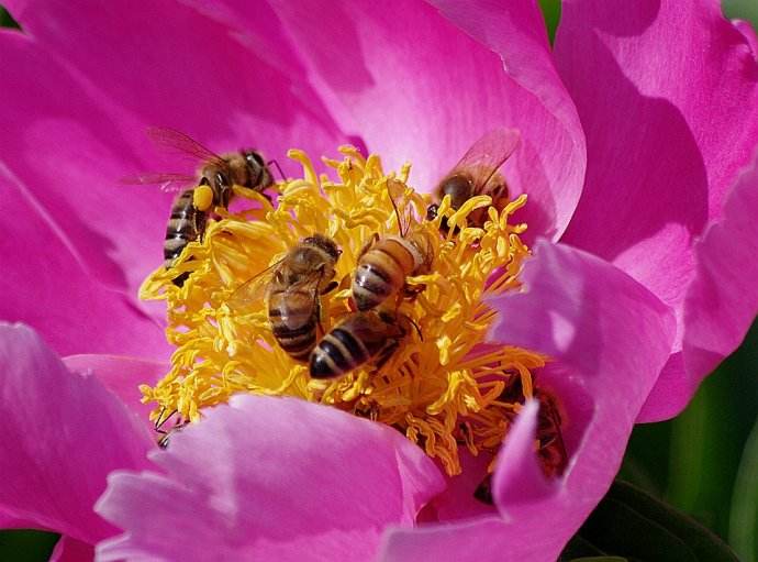 【蜜蜂知識(shí)】蜜蜂什么時(shí)候分蜂? 【蜜蜂知識(shí)】蜜蜂什么時(shí)候分蜂?