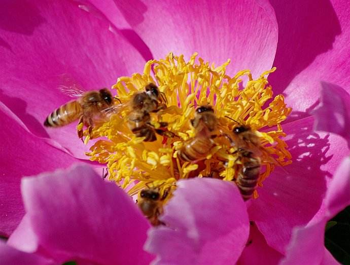 【蜜蜂知識(shí)】蜜蜂什么時(shí)候分蜂? 【蜜蜂知識(shí)】蜜蜂什么時(shí)候分蜂?