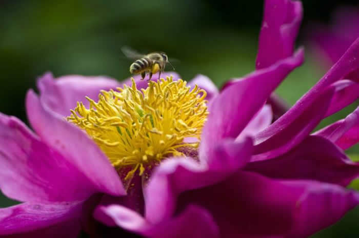 【蜜蜂知識(shí)】蜜蜂什么時(shí)候分蜂? 【蜜蜂知識(shí)】蜜蜂什么時(shí)候分蜂?