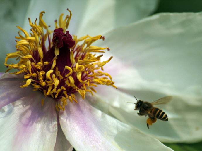 【蜜蜂知識(shí)】蜜蜂什么時(shí)候分蜂? 【蜜蜂知識(shí)】蜜蜂什么時(shí)候分蜂?