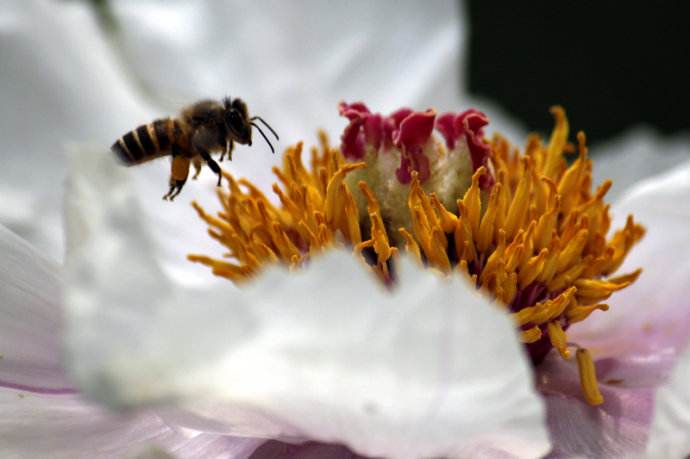 【蜜蜂知識(shí)】蜜蜂什么時(shí)候分蜂? 【蜜蜂知識(shí)】蜜蜂什么時(shí)候分蜂?