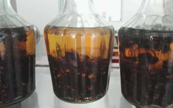 中國大虎頭蜂可以泡酒喝嗎(虎頭蜂酒的功效) 中國大虎頭蜂可以泡酒喝嗎(虎頭蜂酒的功效)