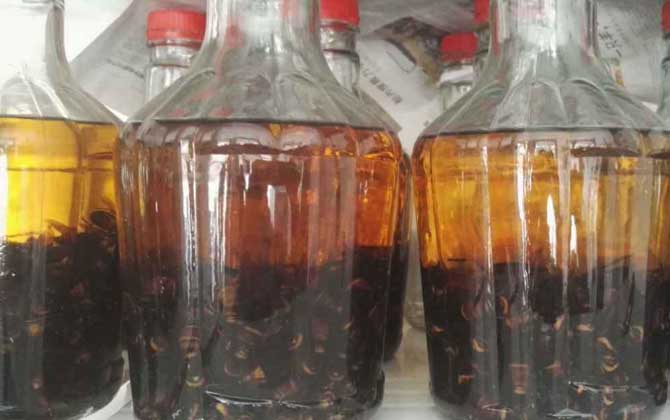 中國大虎頭蜂可以泡酒喝嗎(虎頭蜂酒的功效) 中國大虎頭蜂可以泡酒喝嗎(虎頭蜂酒的功效)