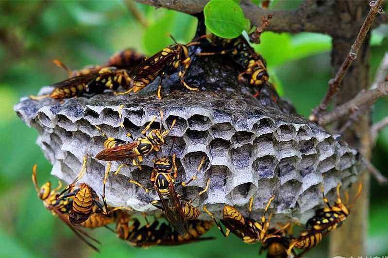 馬蜂吃什么(馬蜂喜歡吃的食物大全) 馬蜂吃什么(馬蜂喜歡吃的食物大全)