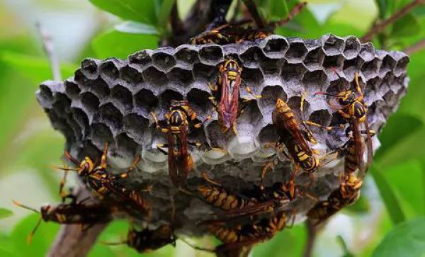 中華蜂如何抵抗大黃蜂的屠殺(蜜蜂防范消滅馬蜂的方法) 中華蜂如何抵抗大黃蜂的屠殺(蜜蜂防范消滅馬蜂的方法)