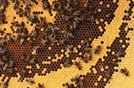 蜂群春季如何管理 蜂群春季如何管理