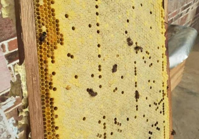 巢礎和巢脾有什么區別（巢脾間距多大合適）