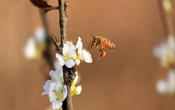 養蜂人如何防止逃蜂出現？