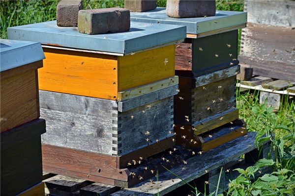 蜜蜂蜂群如何避免春寒(蜜蜂蜂群春季管理方案) 蜜蜂蜂群如何避免春寒(蜜蜂蜂群春季管理方案)