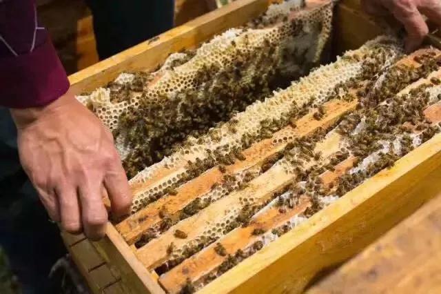 搖蜜時(shí)要避開蜂王嗎(搖蜜要不要把蜂王抓起來(lái)) 搖蜜時(shí)要避開蜂王嗎(搖蜜要不要把蜂王抓起來(lái))