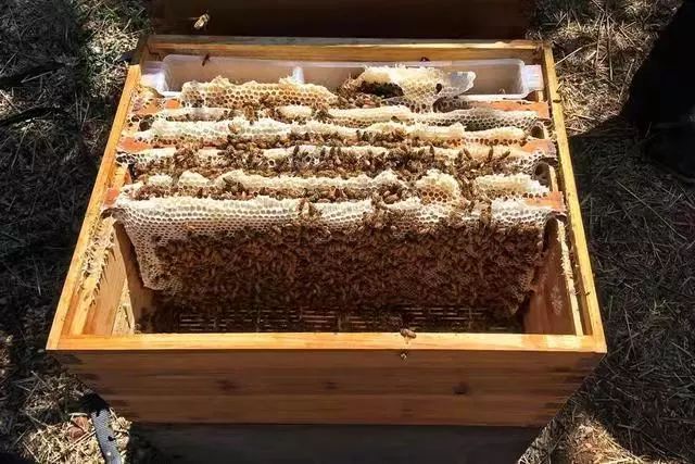 搖蜜時(shí)要避開蜂王嗎(搖蜜要不要把蜂王抓起來(lái)) 搖蜜時(shí)要避開蜂王嗎(搖蜜要不要把蜂王抓起來(lái))