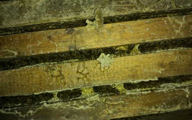 人工分蜂白天好還是晚上好(什么時候分蜂好) 人工分蜂白天好還是晚上好(什么時候分蜂好)