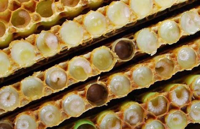 蜜蜂歐洲幼蟲病如何防治? 蜜蜂歐洲幼蟲病如何防治?