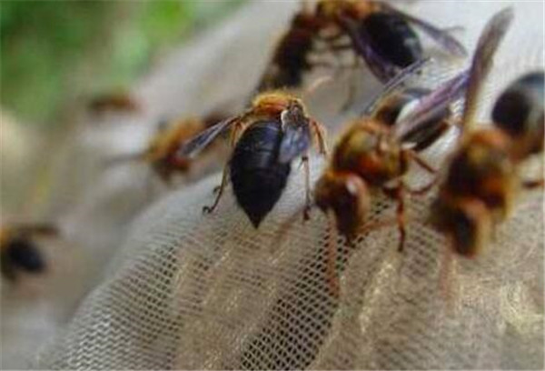 中國大虎頭蜂養殖方法（教你虎頭蜂怎么養殖）