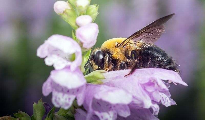 怎樣養(yǎng)殖蜜蜂它才不跑？