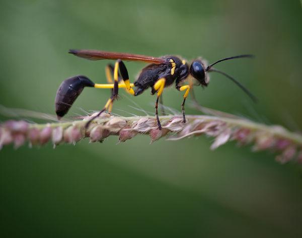 黑色細腰蜂有毒嗎（身體黑色的蜜蜂是什么蜂有沒有毒）