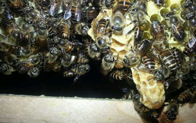 蜜蜂冬天會分群嗎(蜜蜂怎么分群）