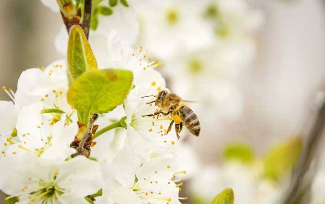 新手如何在家養(yǎng)好蜜蜂? 新手如何在家養(yǎng)好蜜蜂?