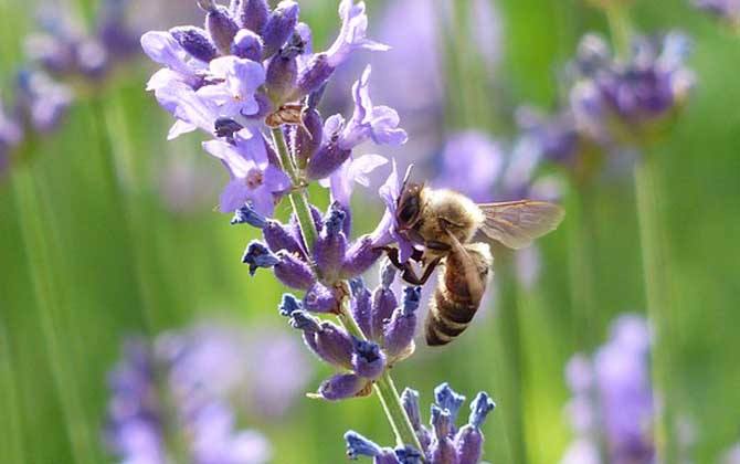 新手如何在家養(yǎng)好蜜蜂? 新手如何在家養(yǎng)好蜜蜂?