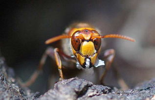 喀爾巴阡蜂的特點(世界上有幾種蜜蜂) 喀爾巴阡蜂的特點(世界上有幾種蜜蜂)