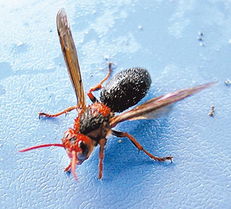 喀爾巴阡蜂的特點(世界上有幾種蜜蜂) 喀爾巴阡蜂的特點(世界上有幾種蜜蜂)