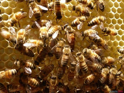 新手養(yǎng)蜂有什么辦法能快速找到蜂王(找蜂王最簡單的方法) 新手養(yǎng)蜂有什么辦法能快速找到蜂王(找蜂王最簡單的方法)