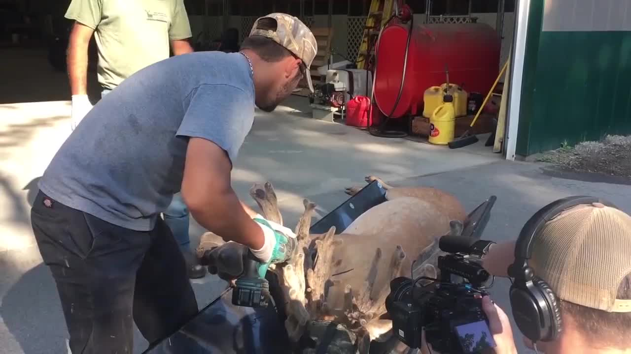 鹿角每年都會自然脫落，人類為何割鹿茸，而不是撿拾脫落的鹿角？