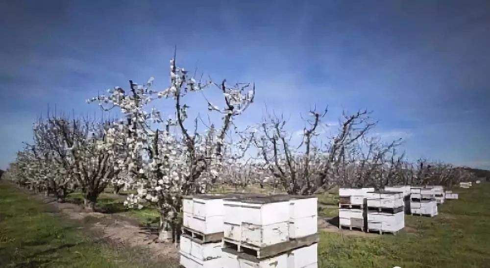 蜂群冬季如何管理 蜂群冬季如何管理