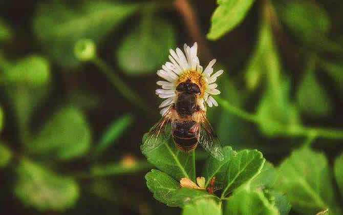 蜜蜂養(yǎng)殖如何防止螞蟻? 蜜蜂養(yǎng)殖如何防止螞蟻?