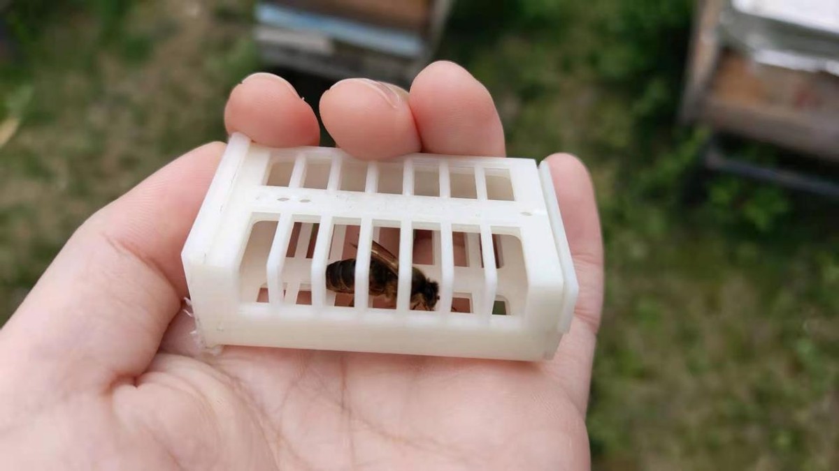 中蜂王防逃片孔洞尺寸大小(防逃片怎么起不到作用) 中蜂王防逃片孔洞尺寸大小(防逃片怎么起不到作用)