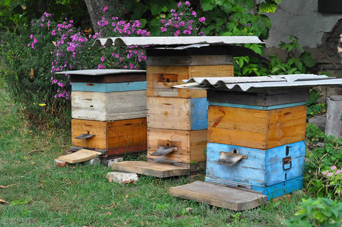 蜜蜂采花粉還是花蜜，做什么用?(帶你看怎么釀變成蜂蜜)