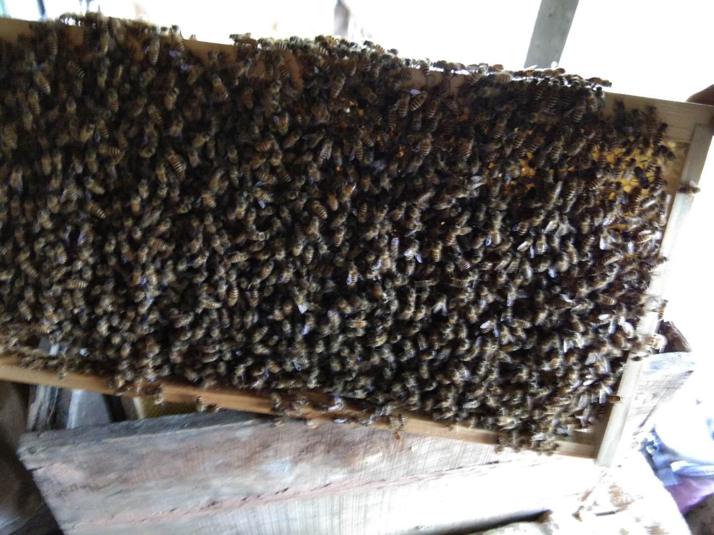 中蜂介入高加索蜂王會(huì)怎樣(怎么介入蜂王才能百分百成功) 中蜂介入高加索蜂王會(huì)怎樣(怎么介入蜂王才能百分百成功)