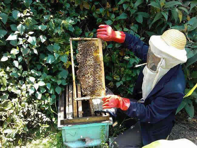 如何在有子脾情況下取蜜? 如何在有子脾情況下取蜜?